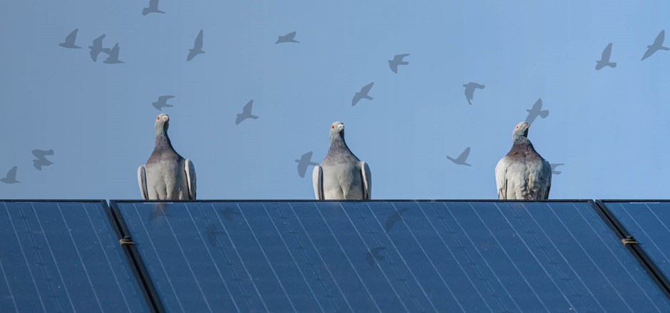 eu-rentokil-Roof pigeons eu-rentokil-Roof pigeons